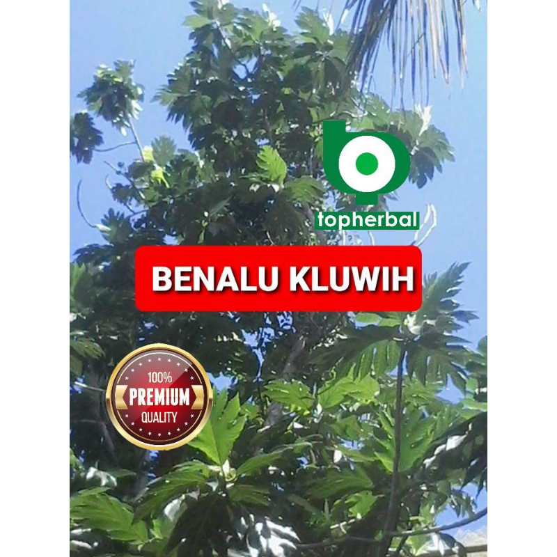 

Benalu Kluwih Kering Hijau 500 Gram