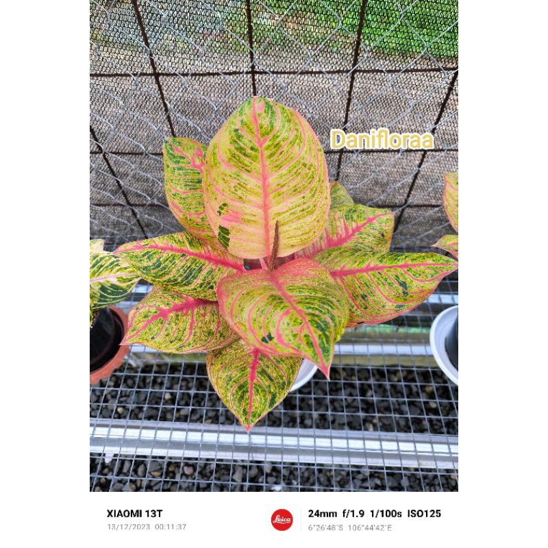 Aglonema Hughes Merah Induk Jumbo