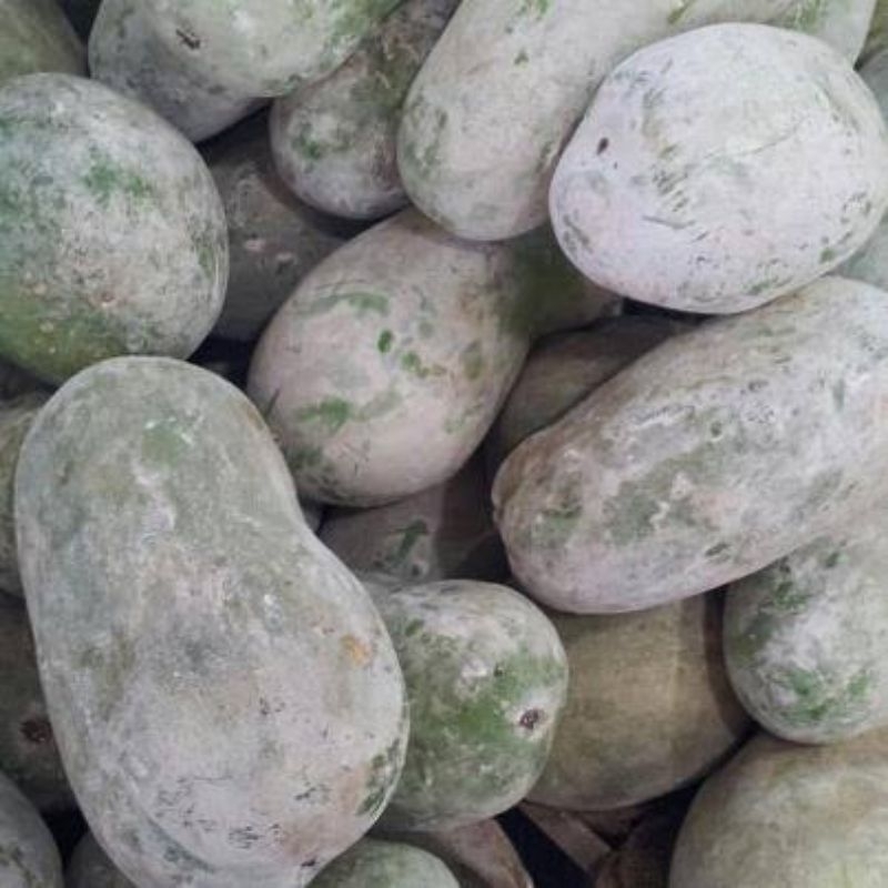 Buah Kundur Segar Baru Dipetik
