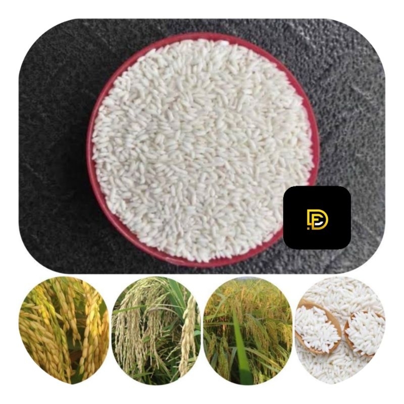 Benih padi ketan putih bibit ketan putih 500 gram-az