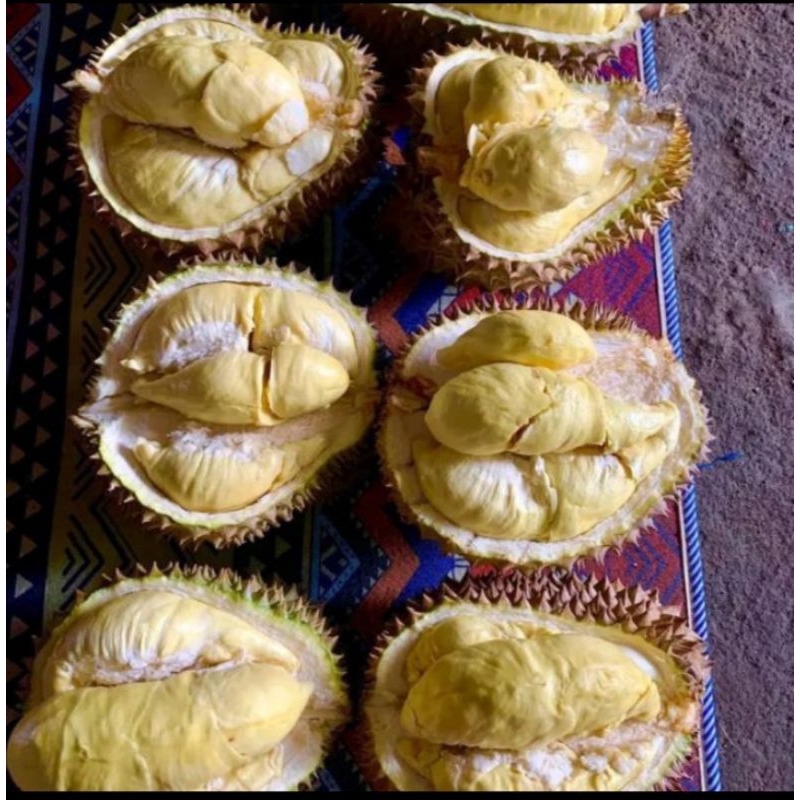 

DURIAN montong nusantara