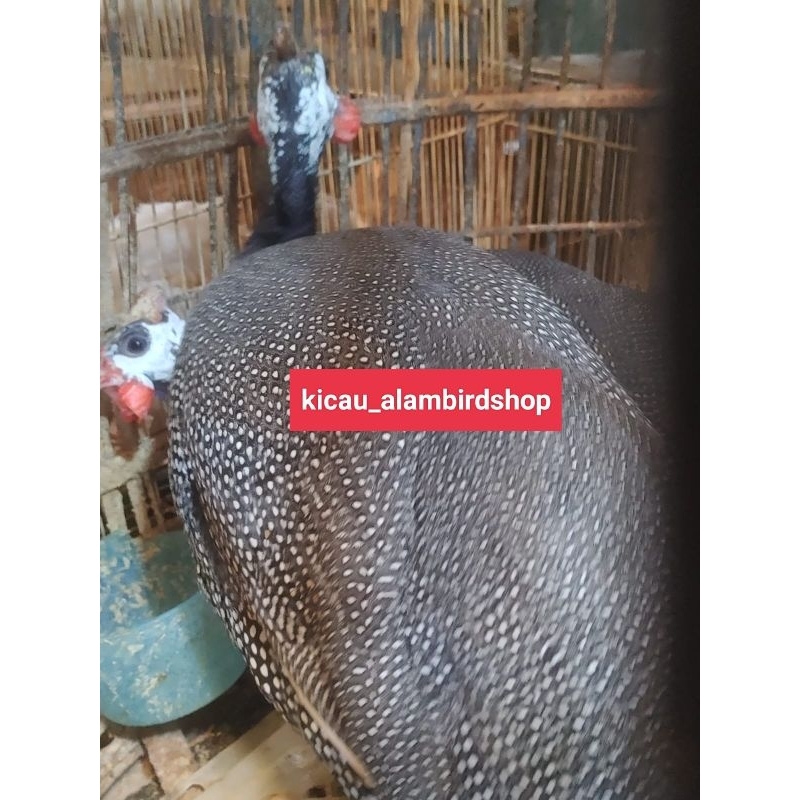 AYAM MUTIARA SEPASANG DEWASA