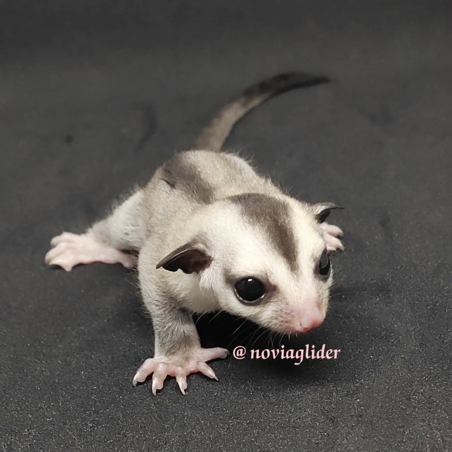Sugar Glider Joey WF