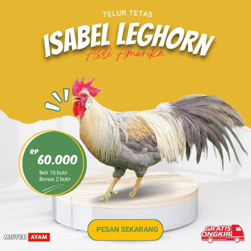 

TELUR TETAS ISABEL LEGHORN