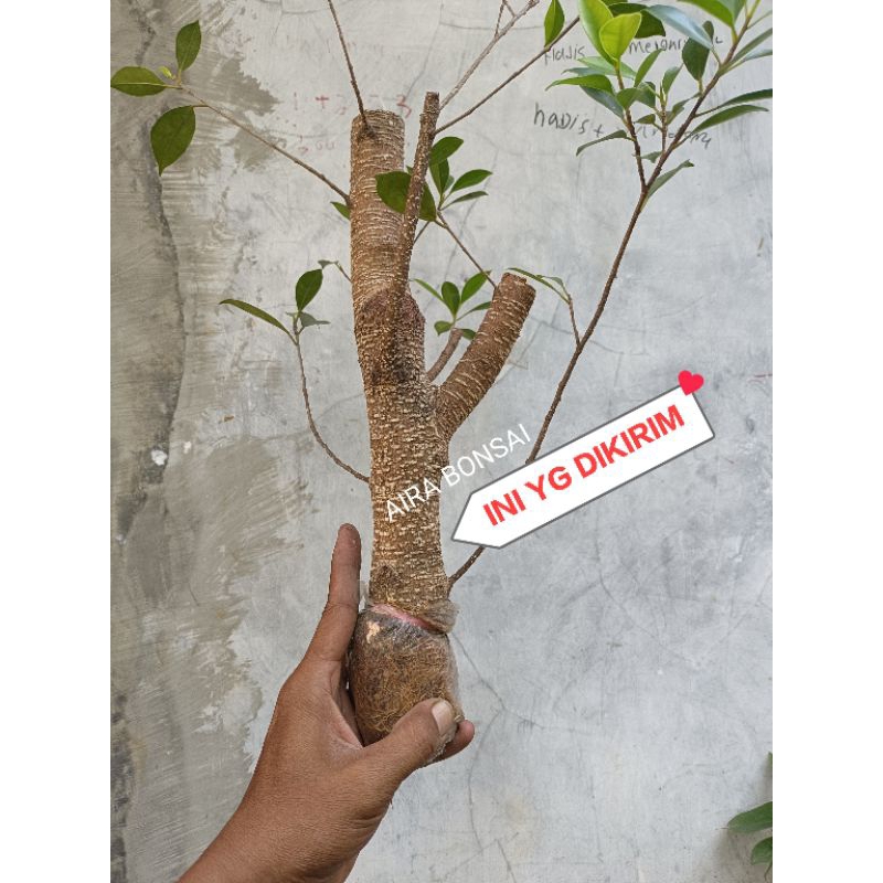 cangkokan kimeng gede bahan bonsai