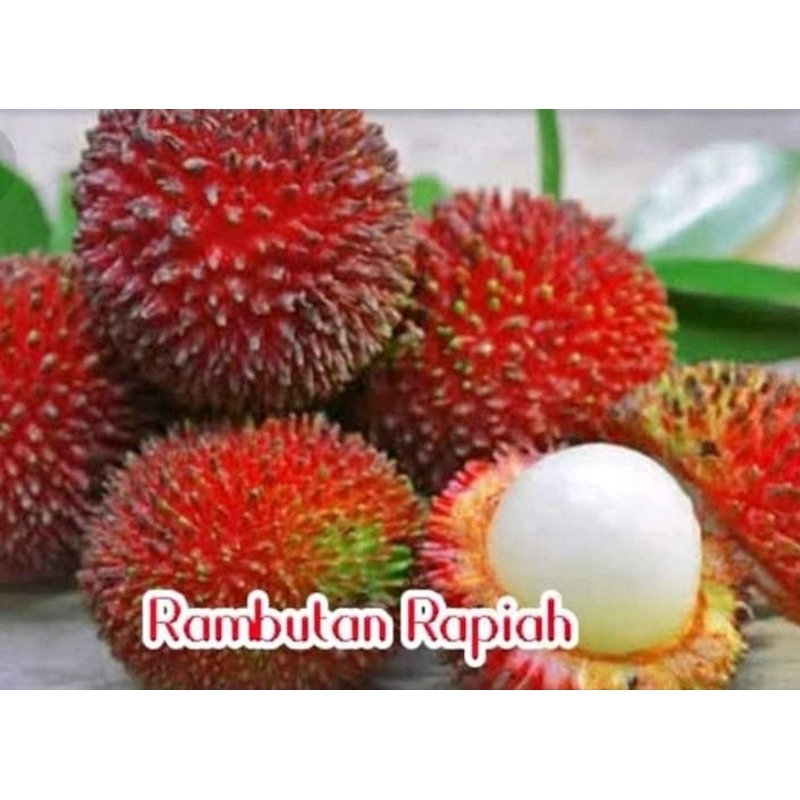 Bibit Rambutan Rapiah okulasi
