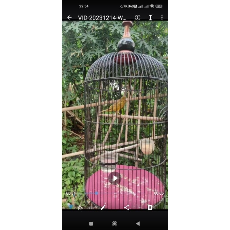 Kenari AF Body Big Long warna Ijo Botol Cerah