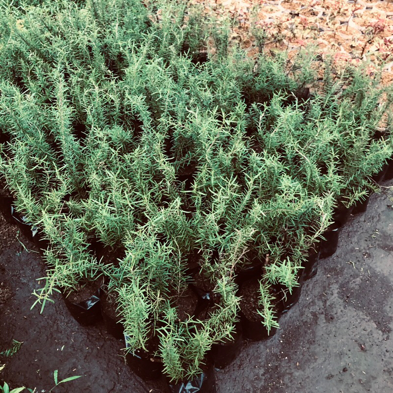 tanaman rosemary polibag besar