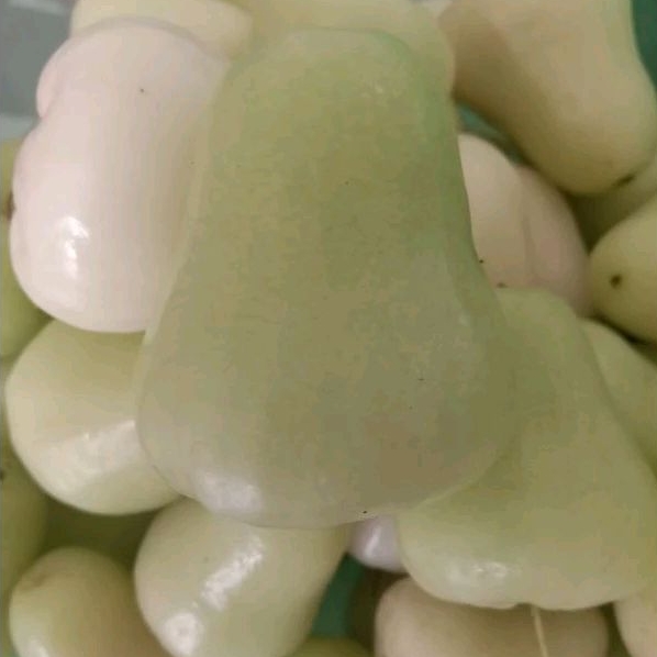 

Jambu Air Hijau 1kg Manis Segar Cinta Lokal