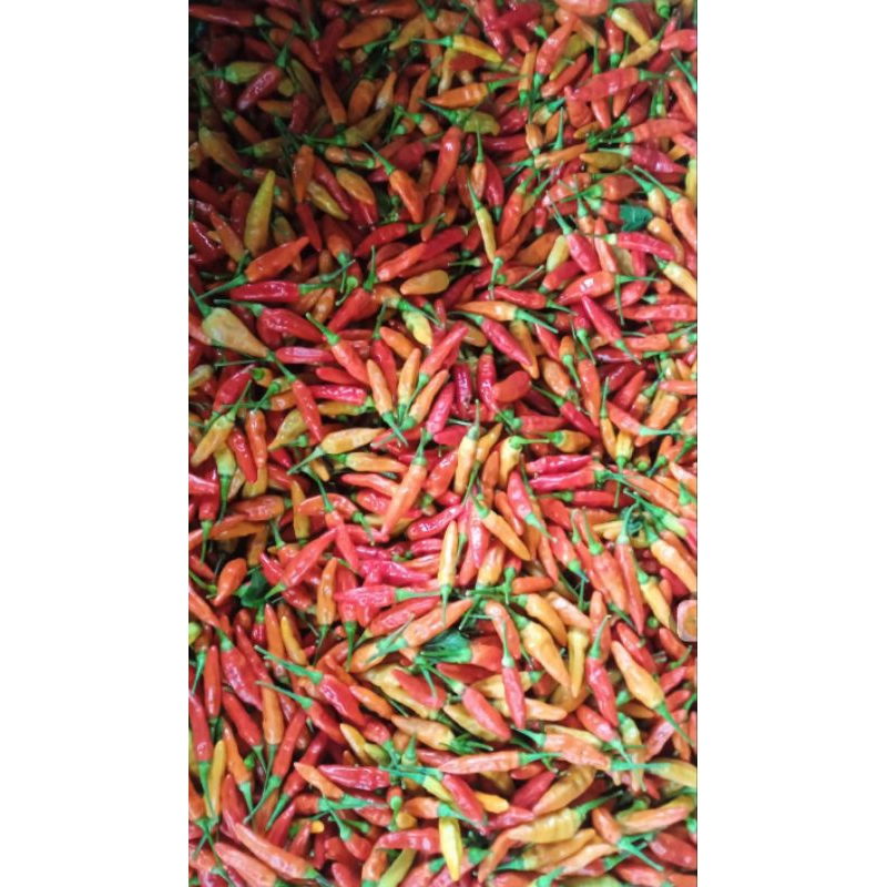 Cabe rawit merah segar 500gr & 1 kg