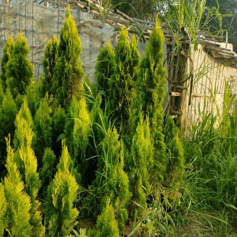 cemara kipas 2 meter