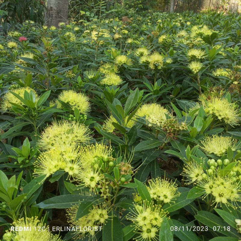 vegetasi lebah pakan klanceng bunga Santos kuning bibit unggul tanaman hias