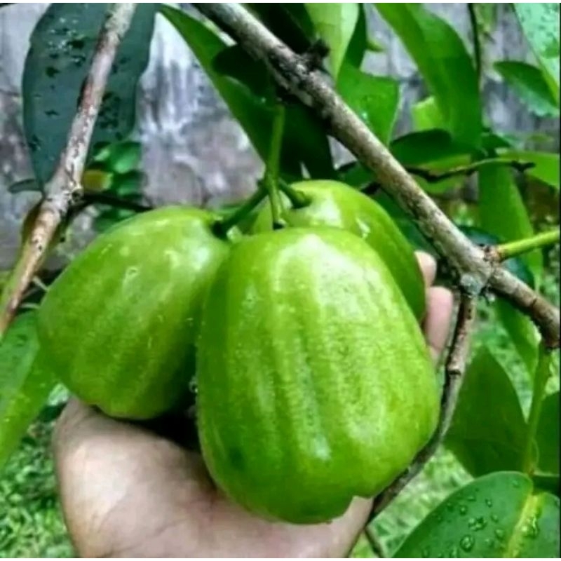 

Bibit Jambu Air Kiojok Unggul Cepat berbuah.