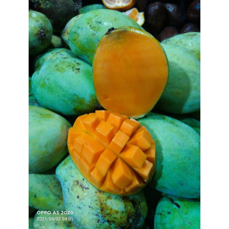 

Cengkir Mt fress 1kg/Cengkir buah bandung