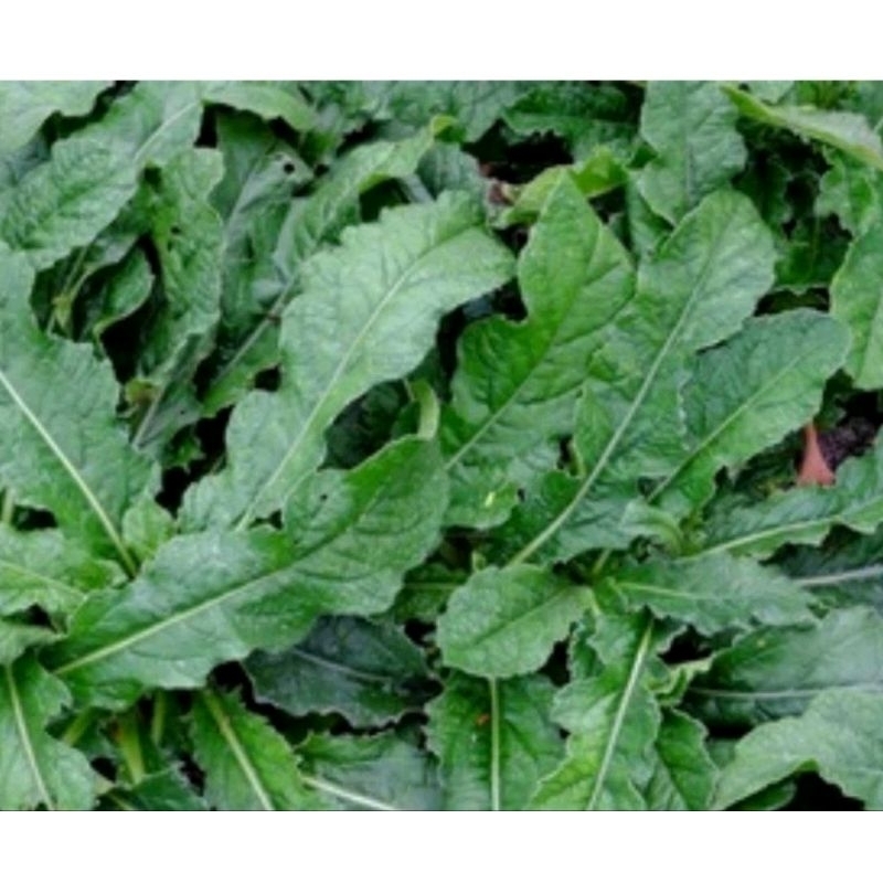 

PROMO DAUN HERBAL TAPAK LIMAN