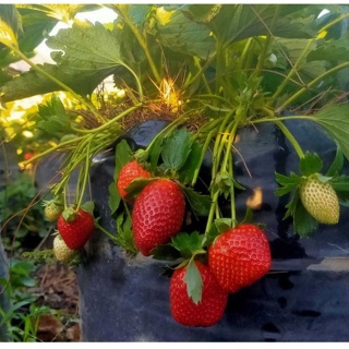 tanaman strawbery jumbo dalam polybag siap tanam cepat berbuah besar dan manis