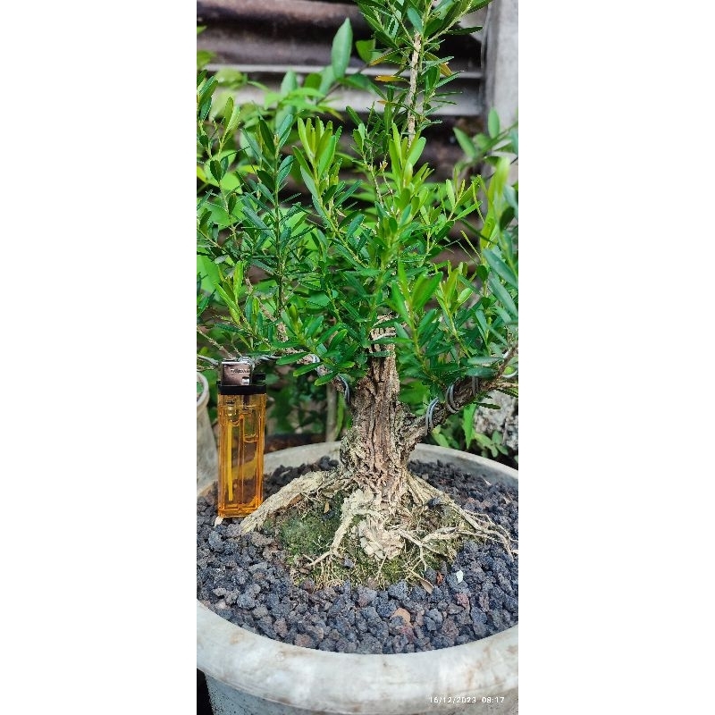 Bonsai boksus/boxus karakter