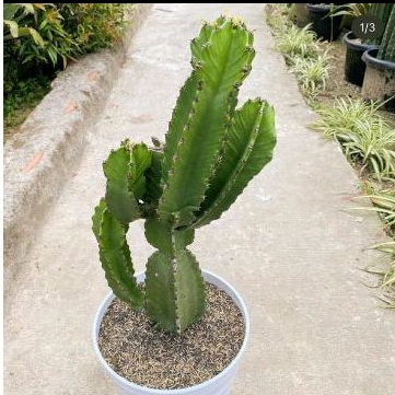 Euphorbia Ingens cabang 4