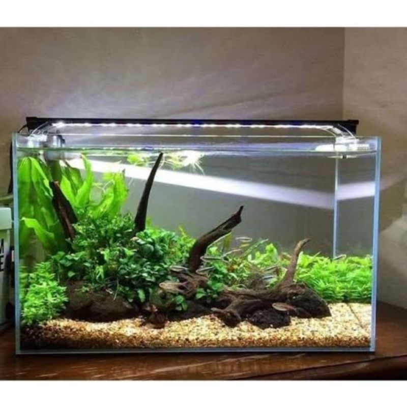 Paket Tanaman Aquascape Pemula Low Co2 20-30cm ( Tanaman Aquascape Tanpa Co2 ) - Tanaman Aquascape