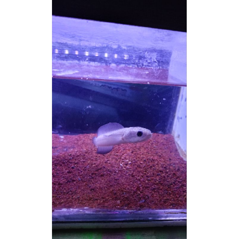 asiatica_leucistic_14cm