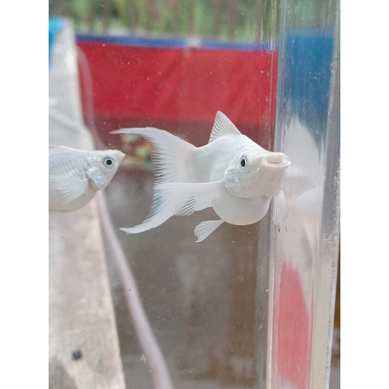 Molly Balon Platinum Lyretail