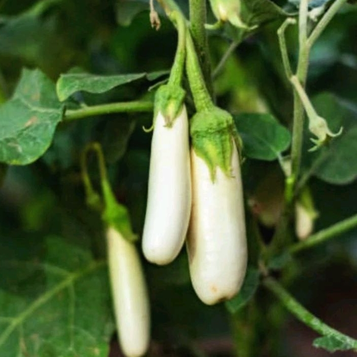 40 Biji/Benih/Bibit Terong Putih Panjang unggul/terong kania/Terung pulus F1