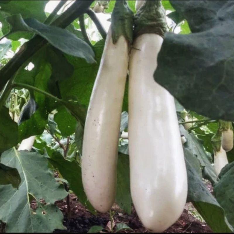 40 Butir Biji/Benih Terong Putih Panjang Unggul Fulus F1/Terung kania