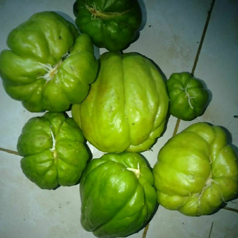 Bibit tanaman Labu siam / Jipang / Manisah