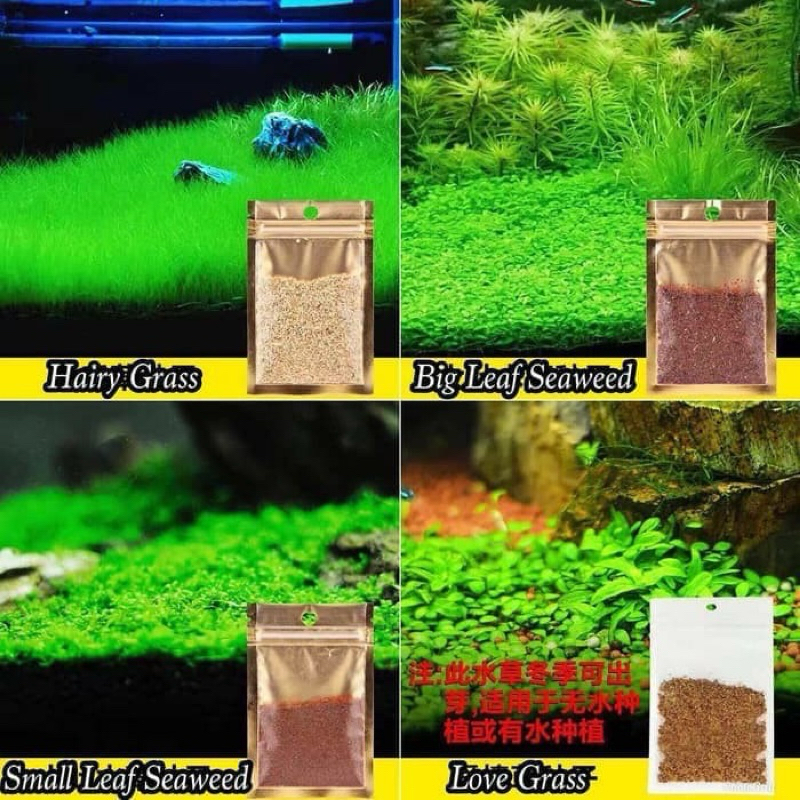 Aquarium Kolam | carped seed bibit tanaman aquarium hias tanaman air hair grass small lead big leaf