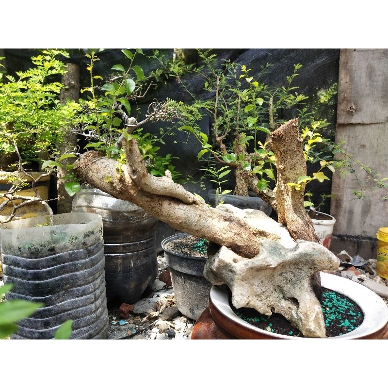 bonsai rukem pucuk merah OTR