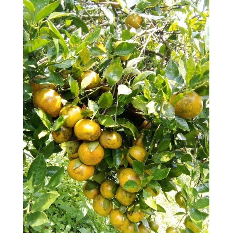 bibit tanaman jeruk RGL kondisi berbuah asli jeruk manis