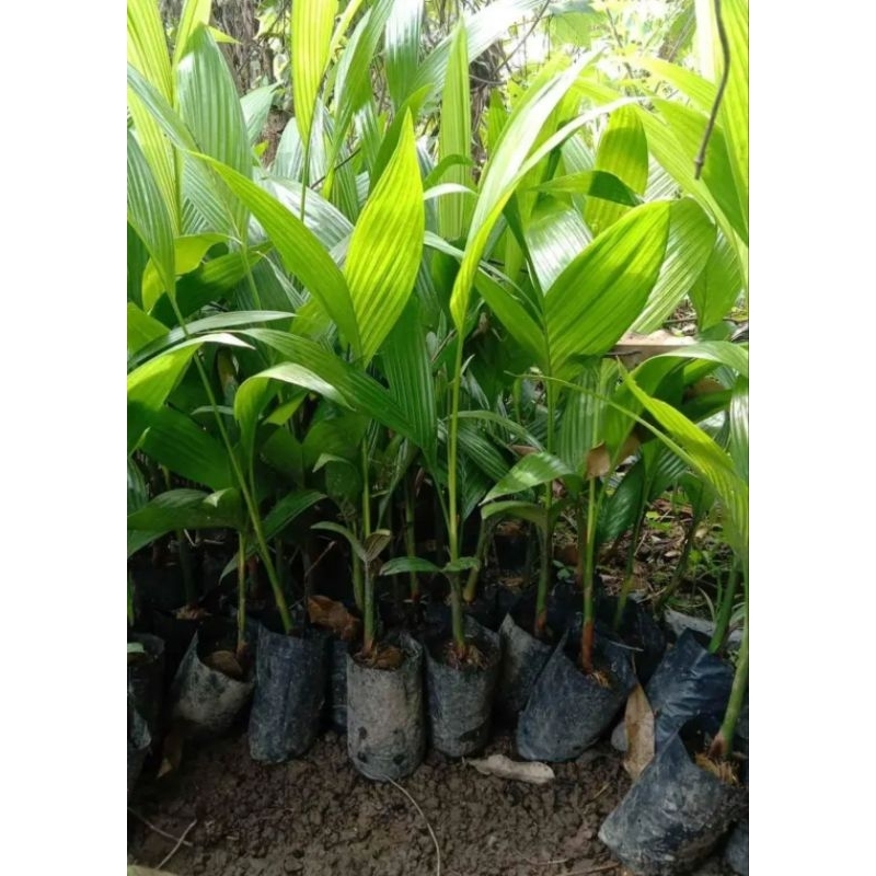 Bibit Pinang Betara Unggul / Kitri Jambe / Bibit Pinang siap tanam