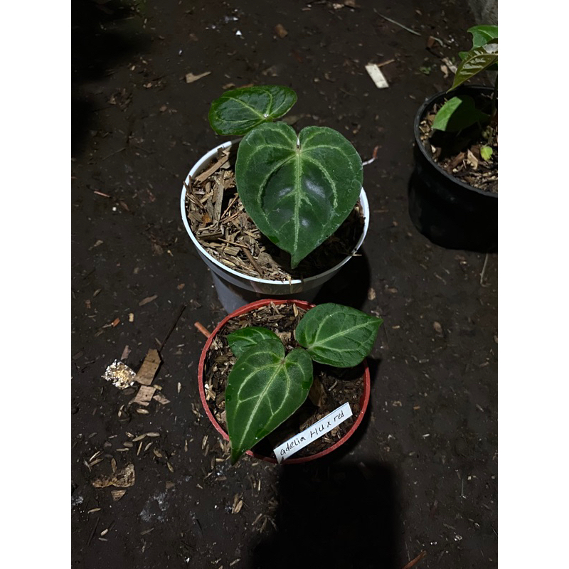 anthurium king of spades