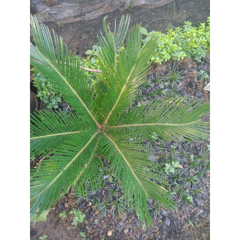 tanaman bonsai palem sikas/pohon bonsai palem/tanaman bonsai