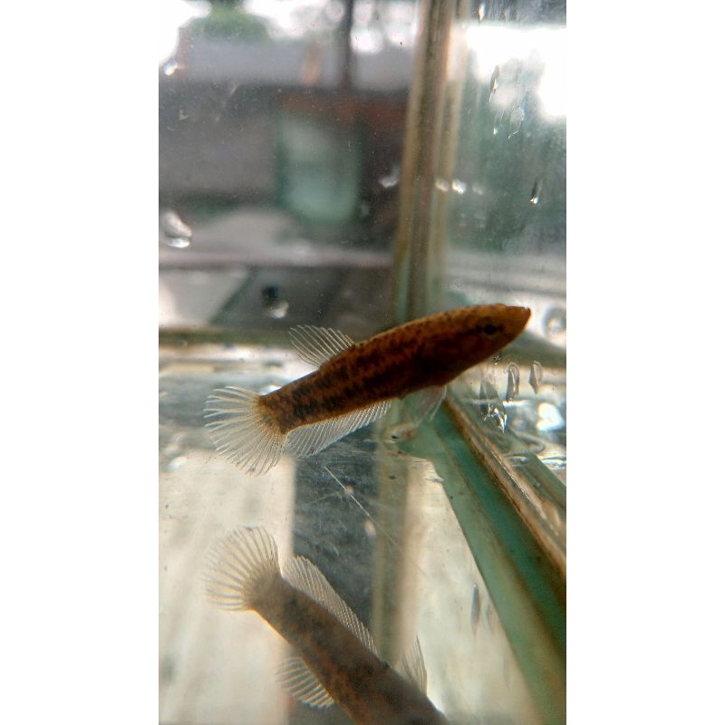 wild Betta albimarginata female (betina ).