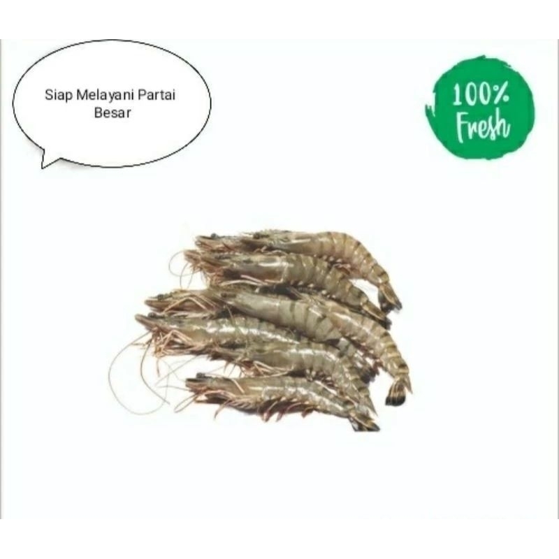 

udang sedang windu fresh harian 1 kg