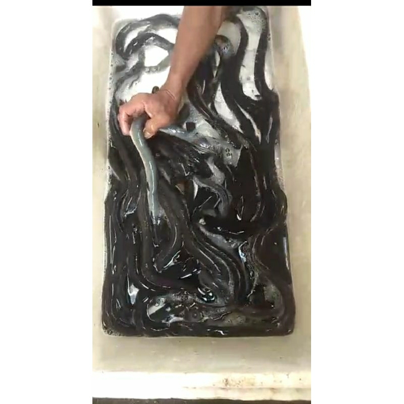 ikan sidat budidaya / unagi 100-150 gr / ekor, konsumsi , hias , bibit