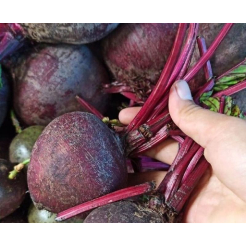 

Buah Bit fresh 1kg PROMO HARI INI