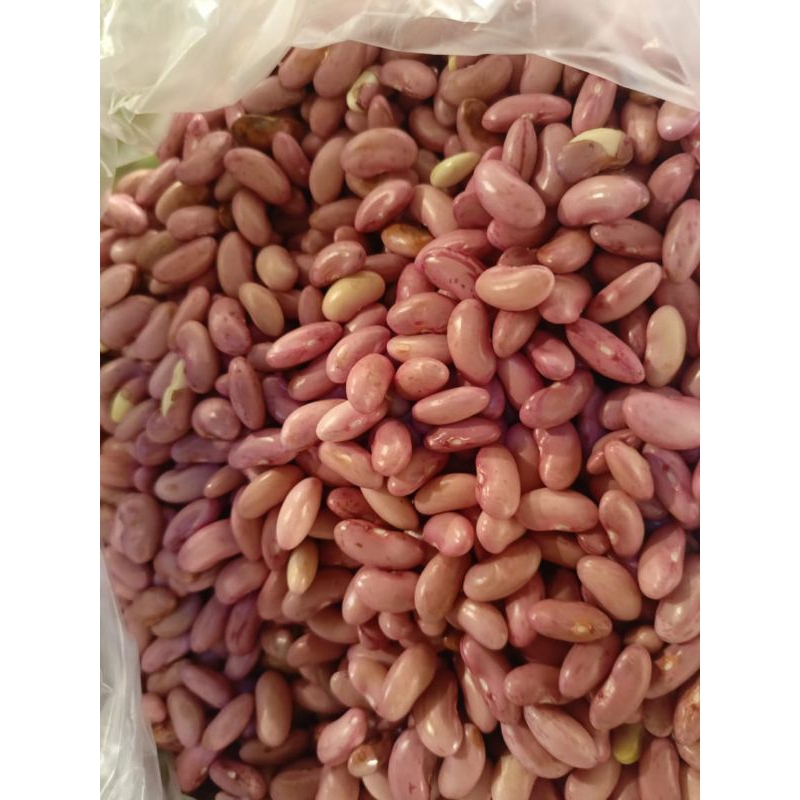 

Kacang jogol/kacang merah basah 250gram