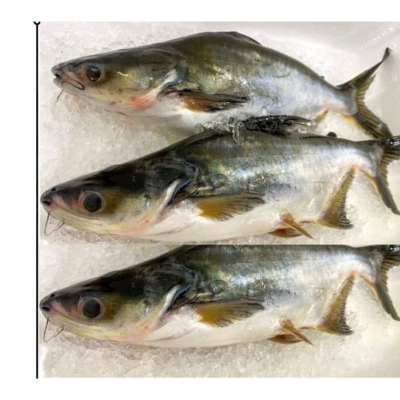

ikan patin segar