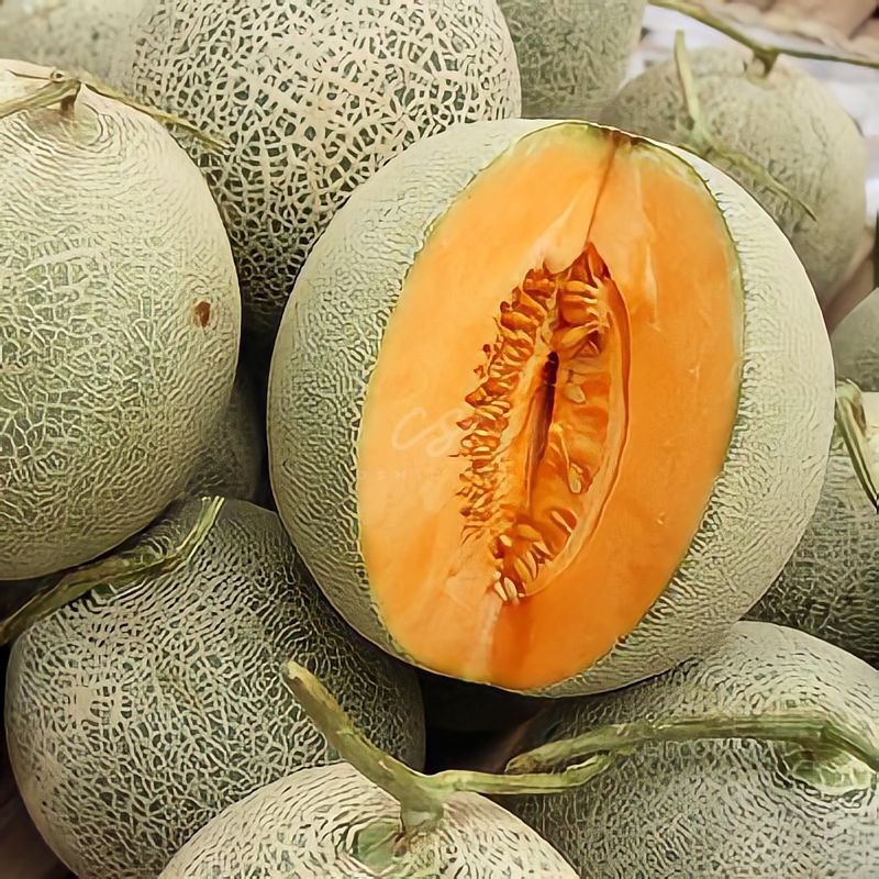 

[CosmicSoul] BUAH MELON ORANGE
