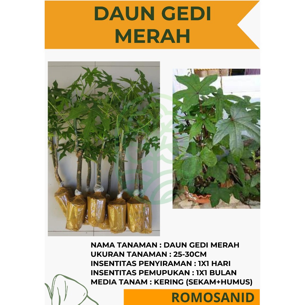 bibit daun gedi merah Obat herbal pohon hidup - ROMOSAN.ID