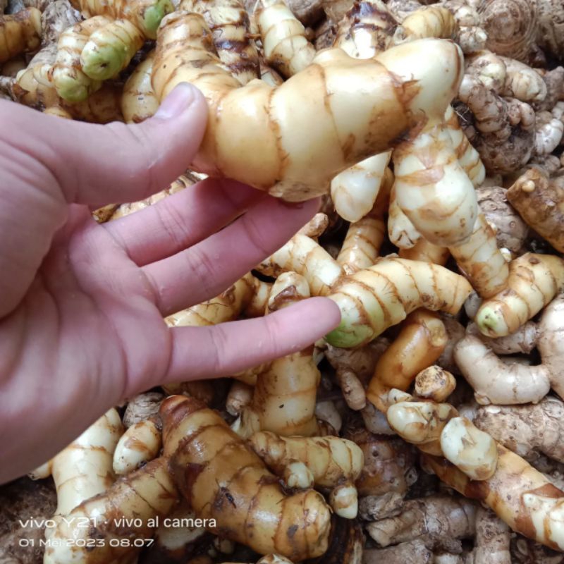 

KUNYIT PUTIH/TEMU PUTIH KHASIAT NYA BANYAK BERSIH 1 KG