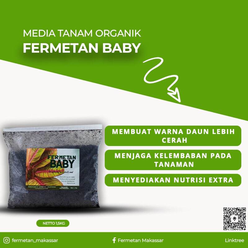 Fermetan Baby Media Tanam aglonema