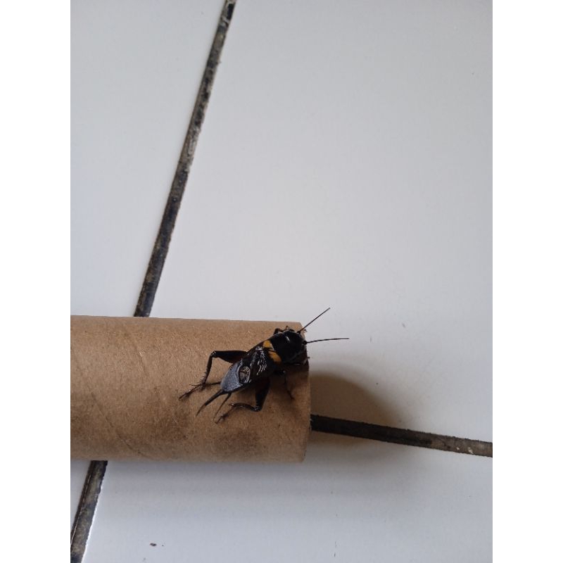 jangkrik kalung aduan