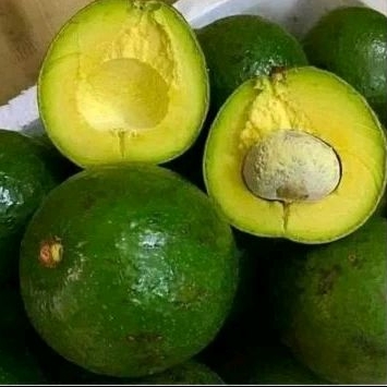 

Alpukat mentega harga grosir/ 30 kg