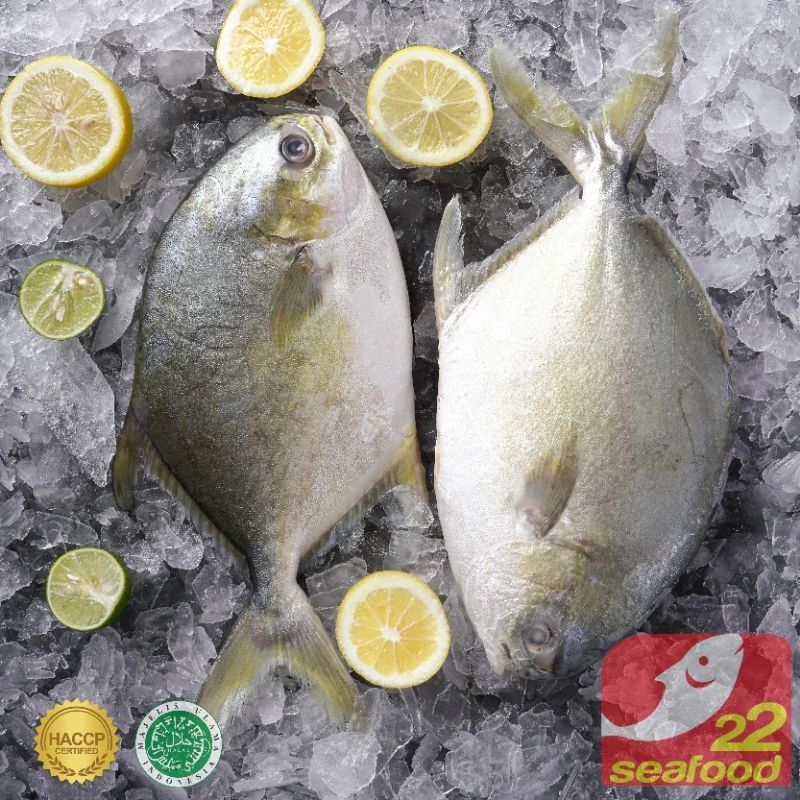 

Ikan Bawal Bintang WGGS 400-500 gram / Bersih Tanpa Jeroan / Golden Pompano / Seafood 22