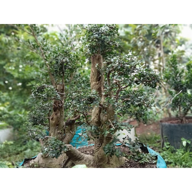 bonsai serut sudah jadi