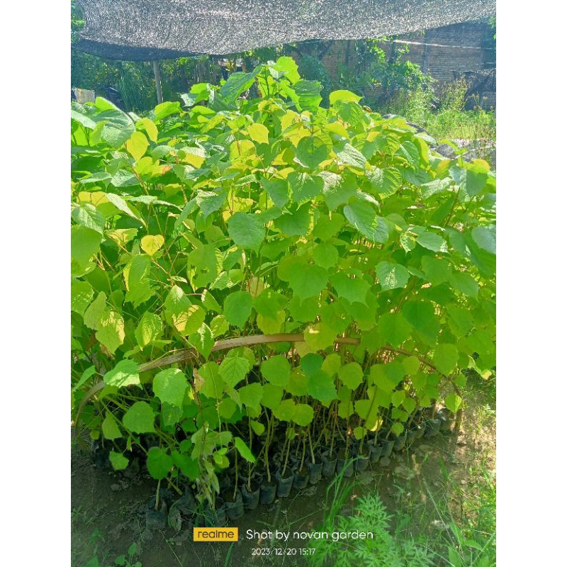 bibit tanaman gambilina | bibit jati putih atau gambilina | bibit jati putih