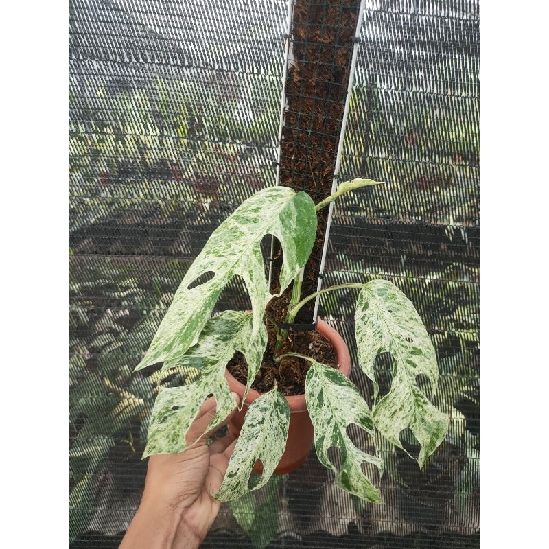 Epipremnum Sp Bali Mature